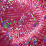 Microbiote intestinal et santé digestive
