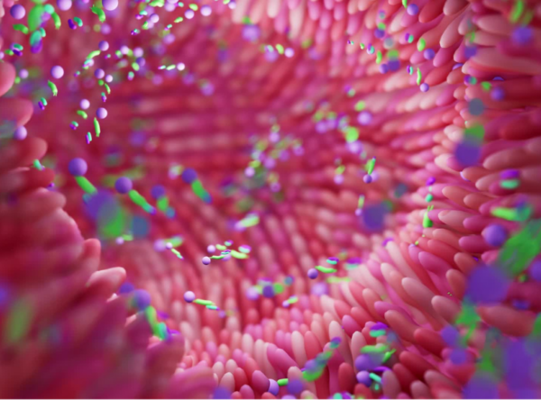 Microbiote intestinal et santé digestive